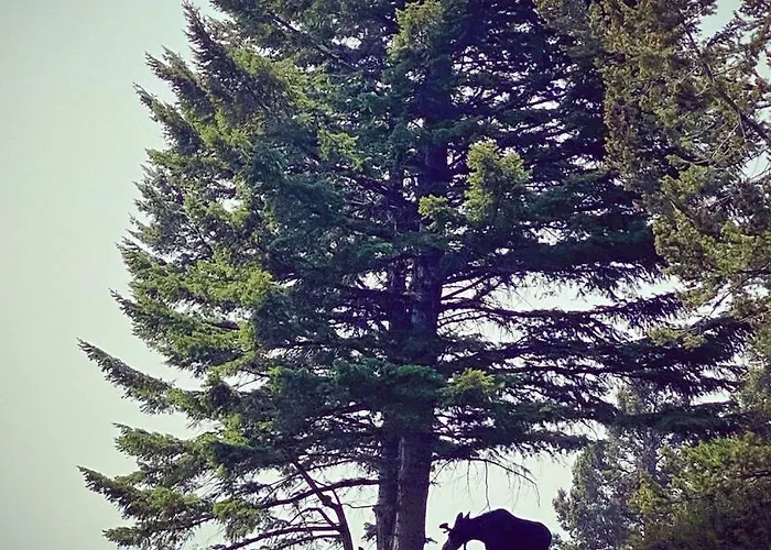 Jackson Hole Yellowstone Grand Teton Teton Village